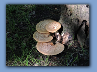 Dryad's Saddle - Polyporus squamosus. Hetton Park. 16th June 2021.jpg